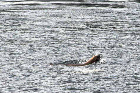 Melanie Heinrich Images - Alaska